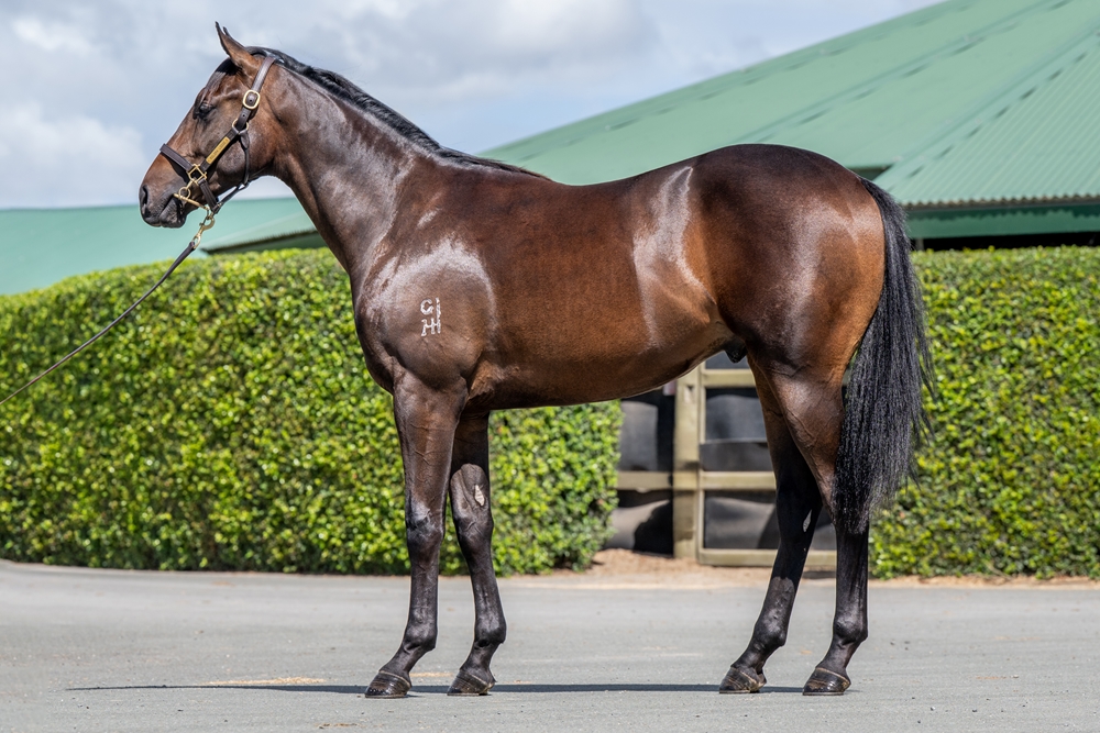 Microphone (AUS) / Lilliput (AUS) 2024 Colt - Image 1