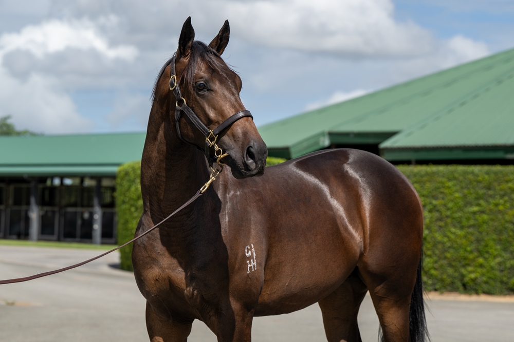 Microphone (AUS) / Lilliput (AUS) 2024 Colt - Image 2