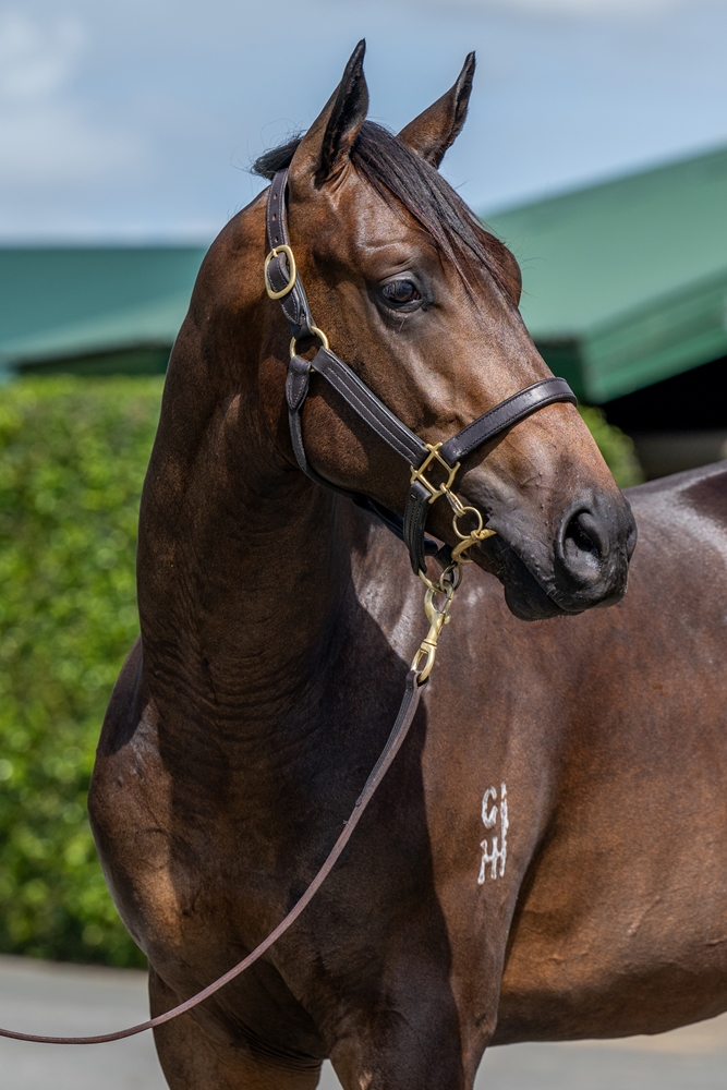 Microphone (AUS) / Lilliput (AUS) 2024 Colt - Image 3