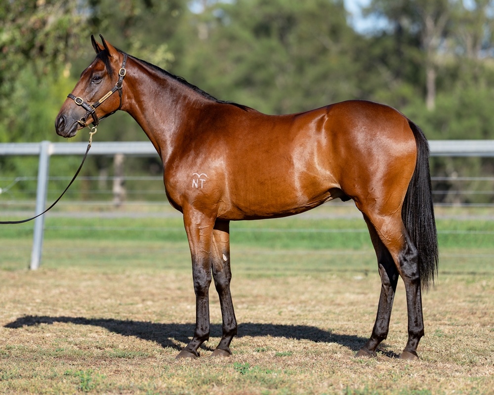 Tagaloa (AUS) / Bengal Angel (AUS) 2024 Colt - Image 1