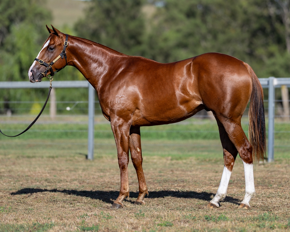 Showtime (AUS) / Mileyva (NZ) 2024 Colt - Image 1