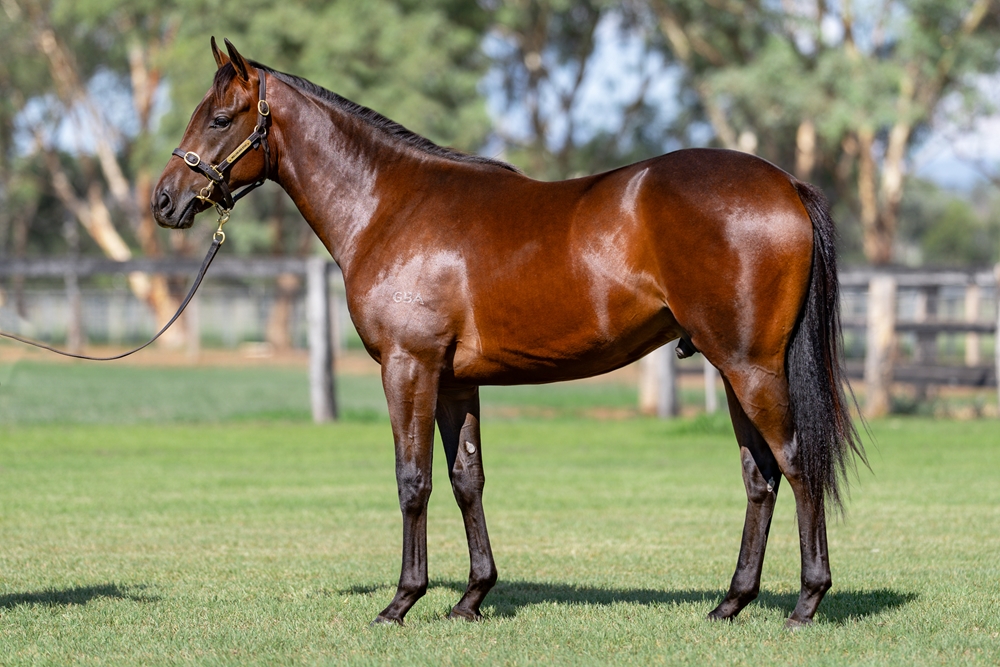 Artorius (AUS) / Look to the Stars (AUS) 2024 Colt - Image 1