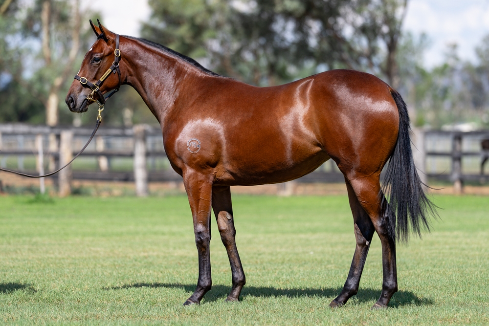 Wild Ruler (AUS) / Navigate (AUS) 2024 Filly - Image 1