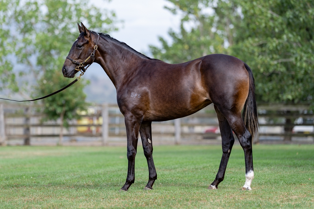 Hitotsu (AUS) / Jalila (AUS) 2024 Filly - Image 1