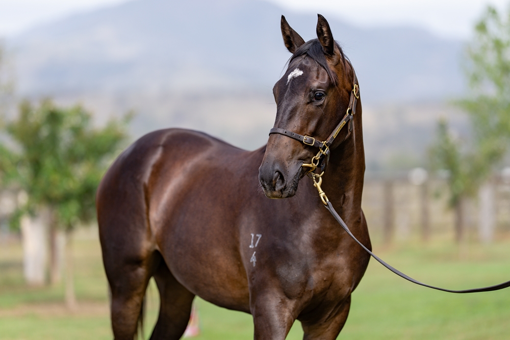 Hitotsu (AUS) / Jalila (AUS) 2024 Filly - Image 2