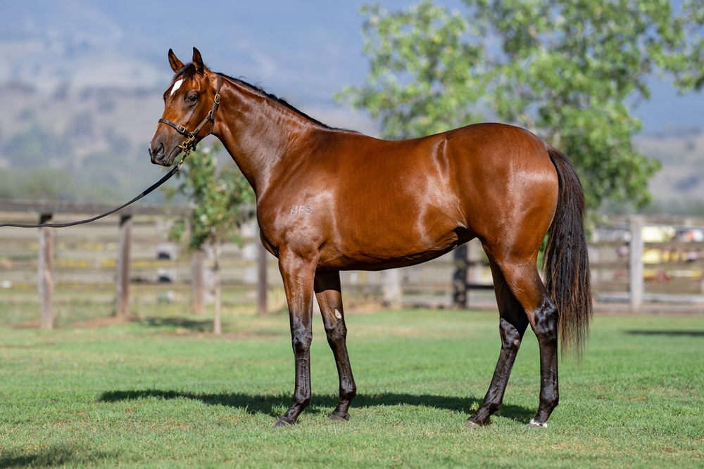 Admire Mars (JPN) / Lustrous (AUS) 2024 Filly - Image 1