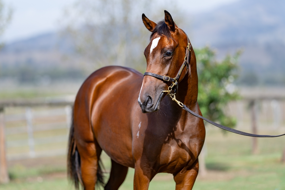 Admire Mars (JPN) / Lustrous (AUS) 2024 Filly - Image 2