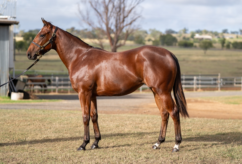 Victor Ludorum (GB) / Avon River (AUS) 2024 Filly - Image 1