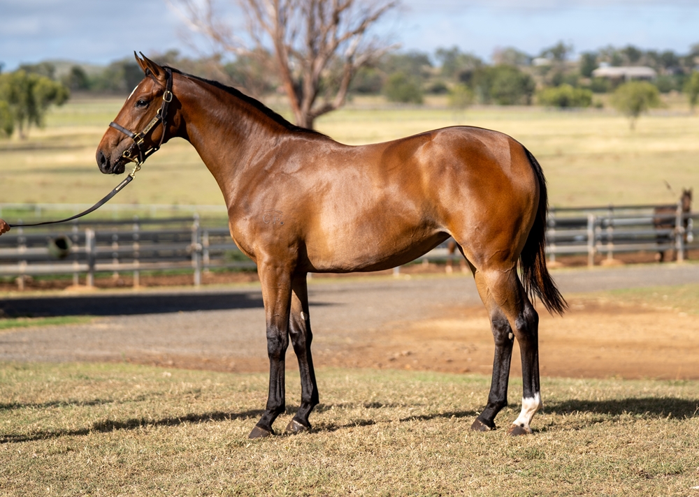 Better Than Ready (AUS) / Miss McKinley (AUS) 2024 Filly - Image 1