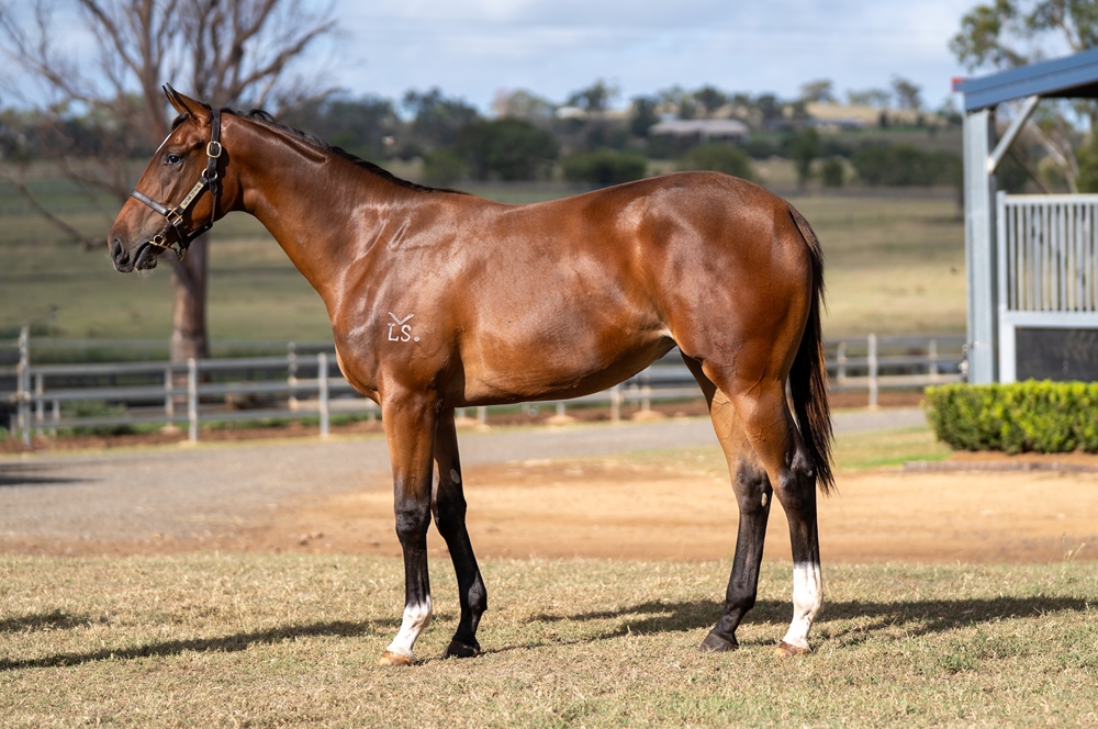 Better Than Ready (AUS) / Dawn Fighter (AUS) 2024 Filly - Image 1