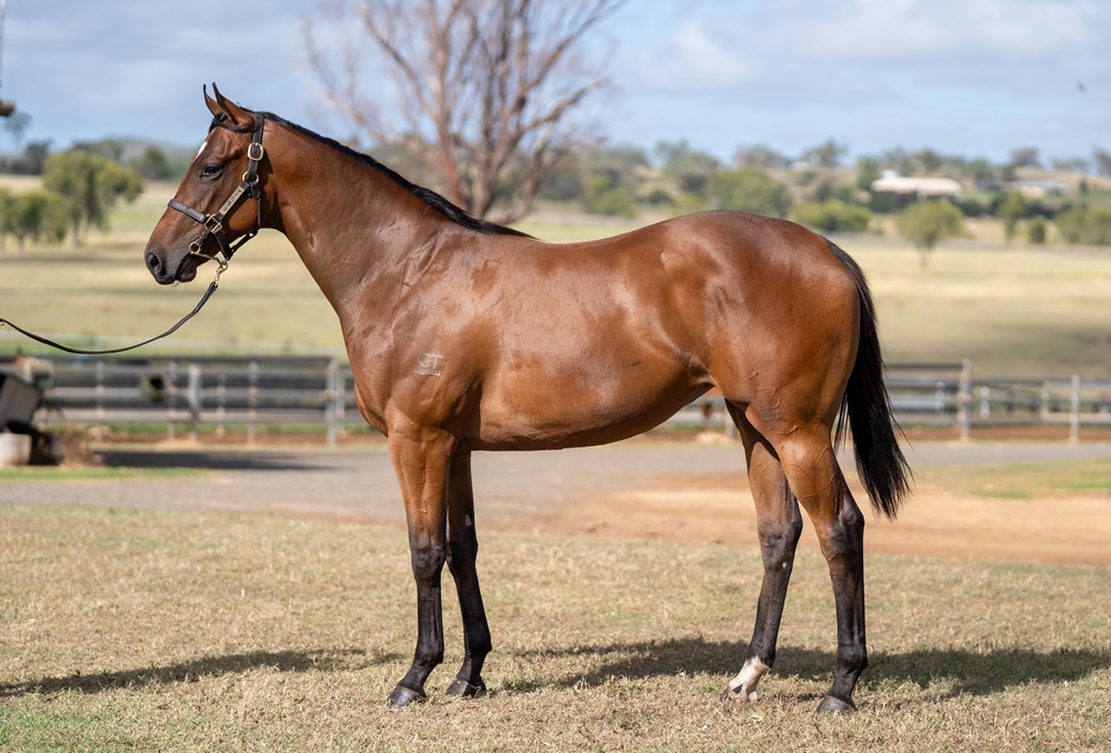 Acrobat (AUS) / Endorphins (AUS) 2024 Filly - Image 1