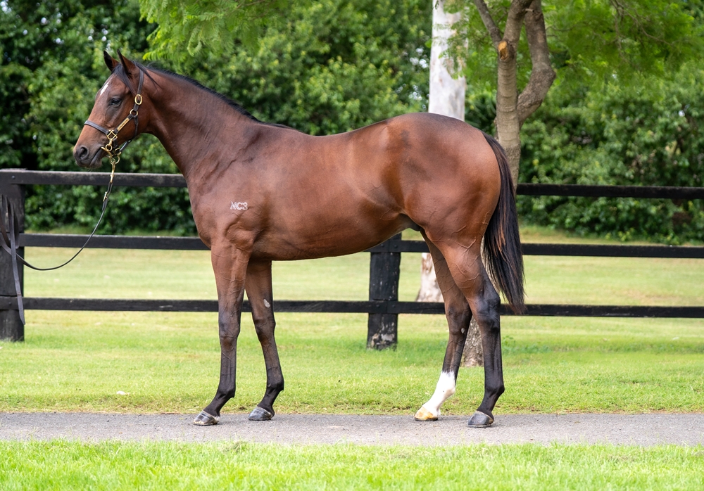 Exosphere (AUS) / Baumkuchen (AUS) 2024 Colt - Image 1