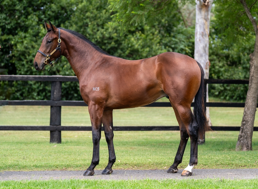 Exosphere (AUS) / Zatso (NZ) 2024 Colt - Image 1