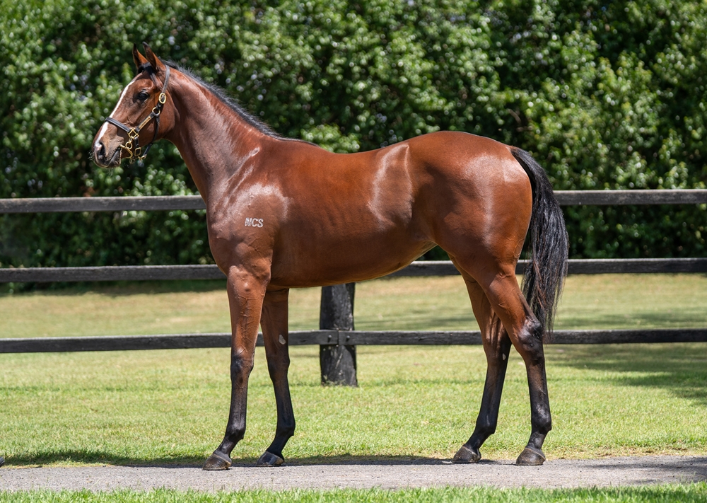 Power (GB) / Five Star Gal (AUS) 2024 Filly - Image 1