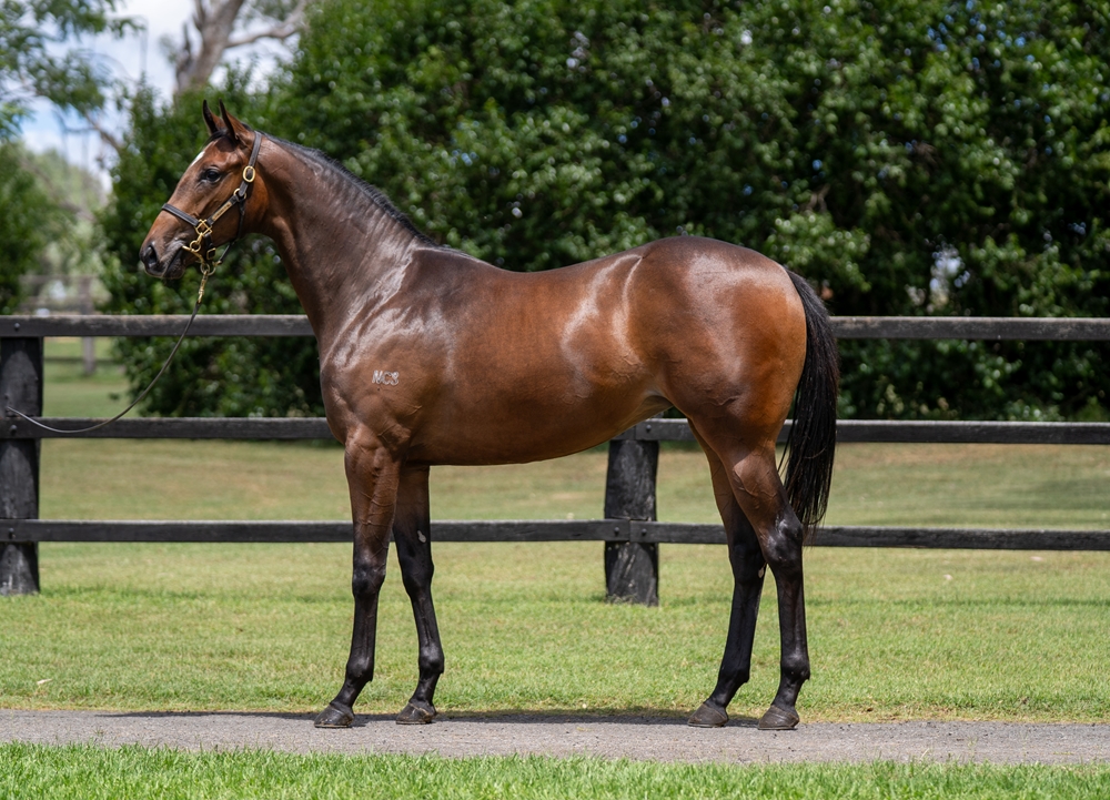 Hitotsu (AUS) / Griselda (AUS) 2024 Filly - Image 1