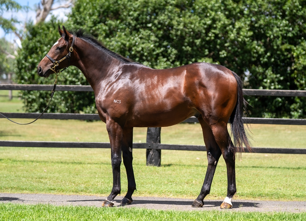 Power (GB) / Karanja (AUS) 2024 Colt - Image 1