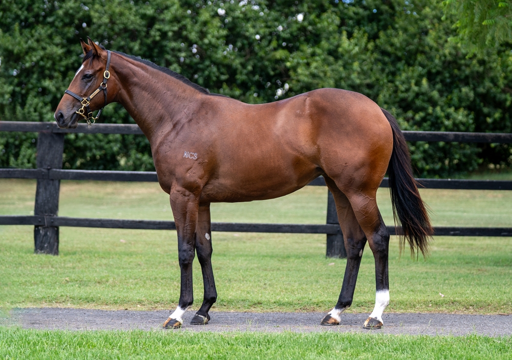 Pariah (AUS) / Ki Ki (GB) 2024 Filly - Image 1