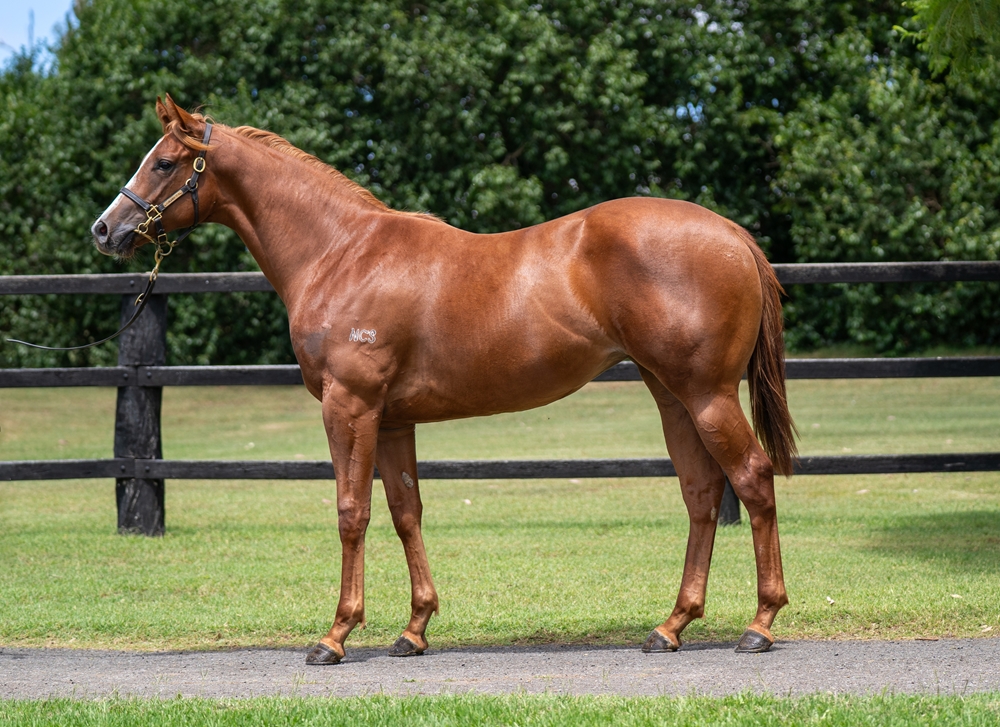 Stronger (AUS) / Lonely Angel (AUS) 2024 Filly - Image 1