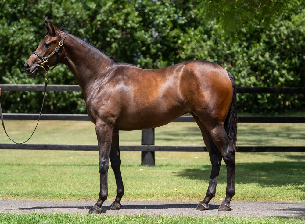 Power (GB) / Monaafasah (IRE) 2024 Filly - Image 1