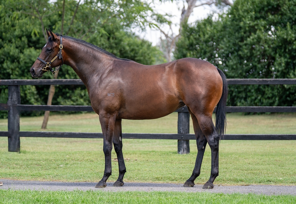 Power (GB) / Olena (NZ) 2024 Filly - Image 1