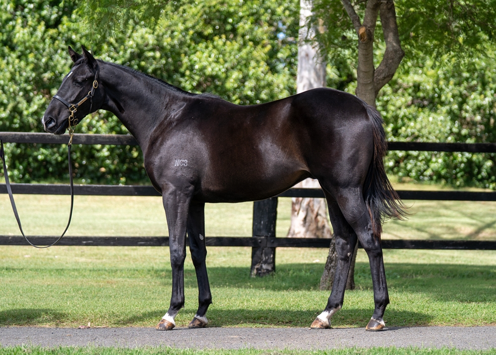 Jonker (AUS) / Real Pink (AUS) 2024 Colt - Image 1