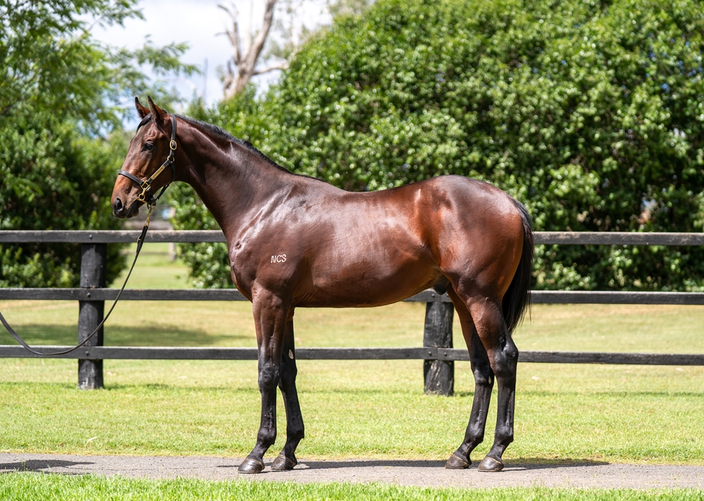 Prince Fawaz (AUS) / Seq the Star (AUS) 2024 Colt - Image 1
