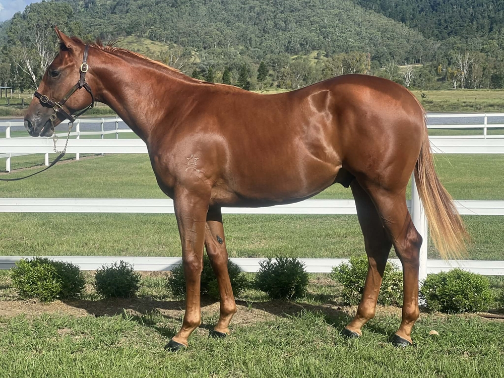 Stronger (AUS) / Arctic Stone (AUS) 2024 Colt - Image 1