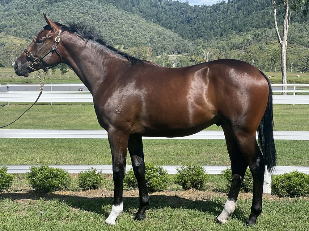 Stronger (AUS) / She Sends Kisses (AUS) 2024 Colt - Image 1