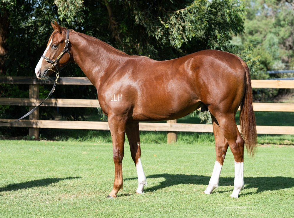 Pride of Dubai (AUS) / Celestial Doll (AUS) 2024 Colt - Image 1