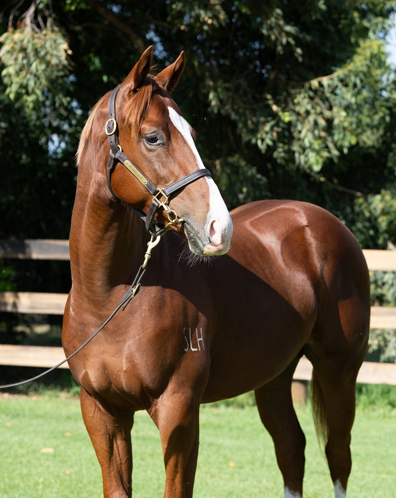 Pride of Dubai (AUS) / Celestial Doll (AUS) 2024 Colt - Image 2