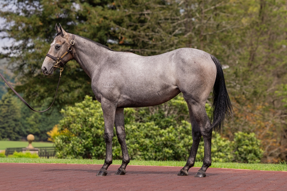 Zoustar (AUS) / Tapitlikeitshot (USA) 2024 Filly - Image 1