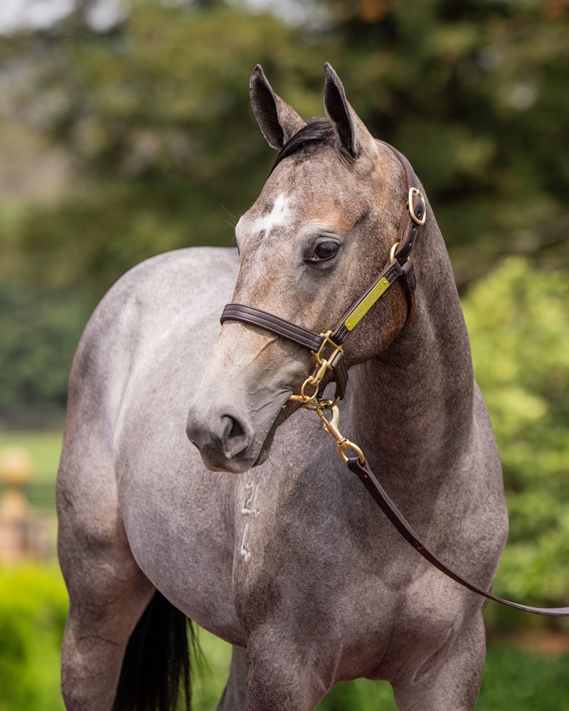 Zoustar (AUS) / Tapitlikeitshot (USA) 2024 Filly - Image 2