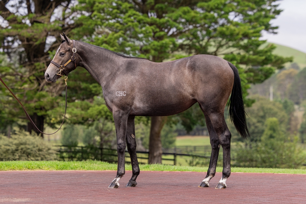 Russian Revolution (AUS) / Ecumenical (AUS) 2024 Filly - Image 1