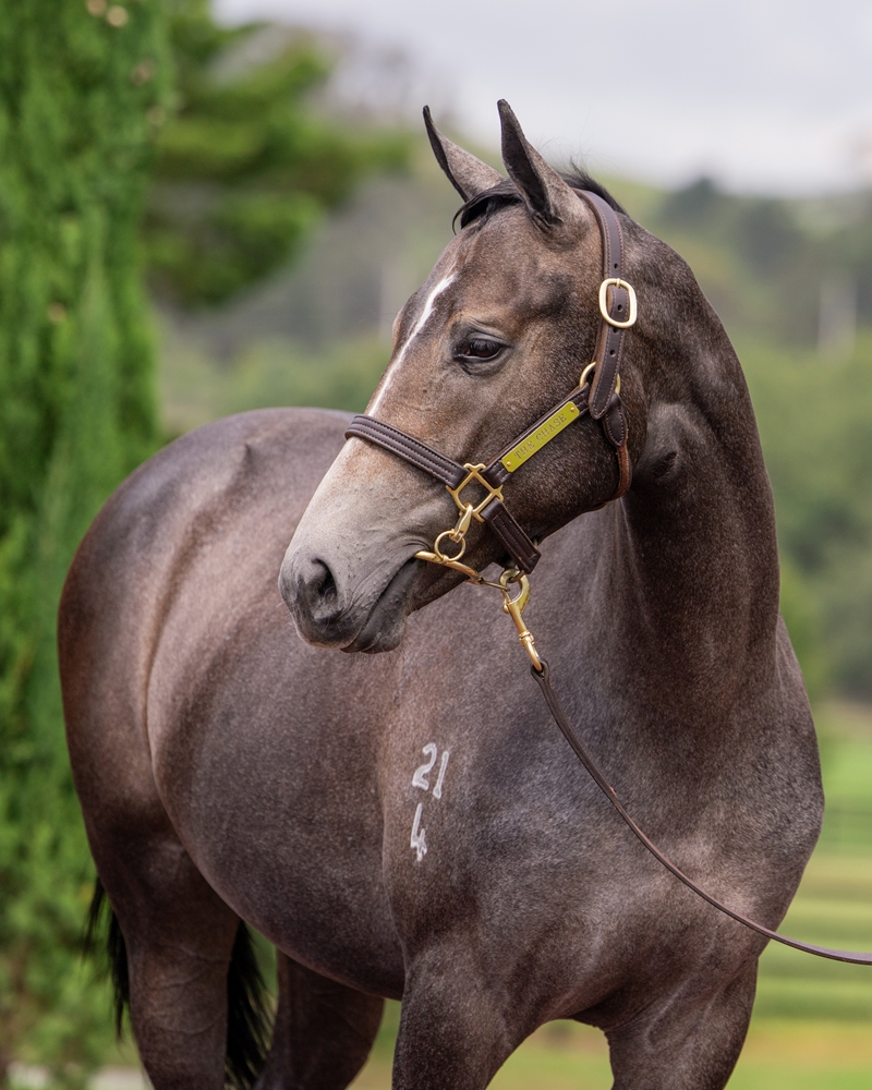 Russian Revolution (AUS) / Ecumenical (AUS) 2024 Filly - Image 2