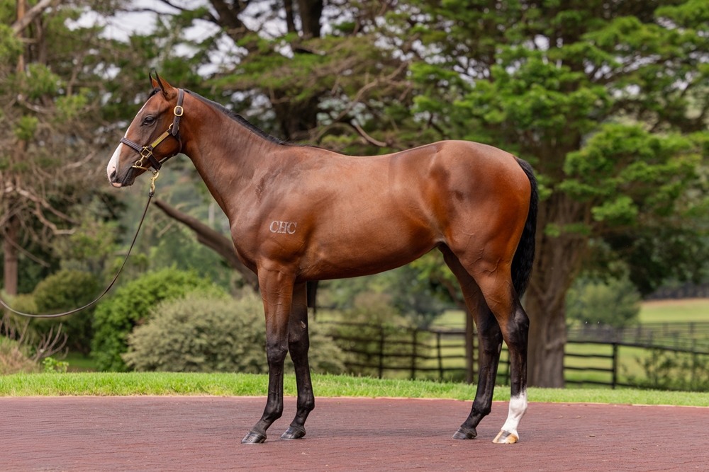 Russian Revolution (AUS) / Heart of the Ocean (NZ) 2024 Filly - Image 1