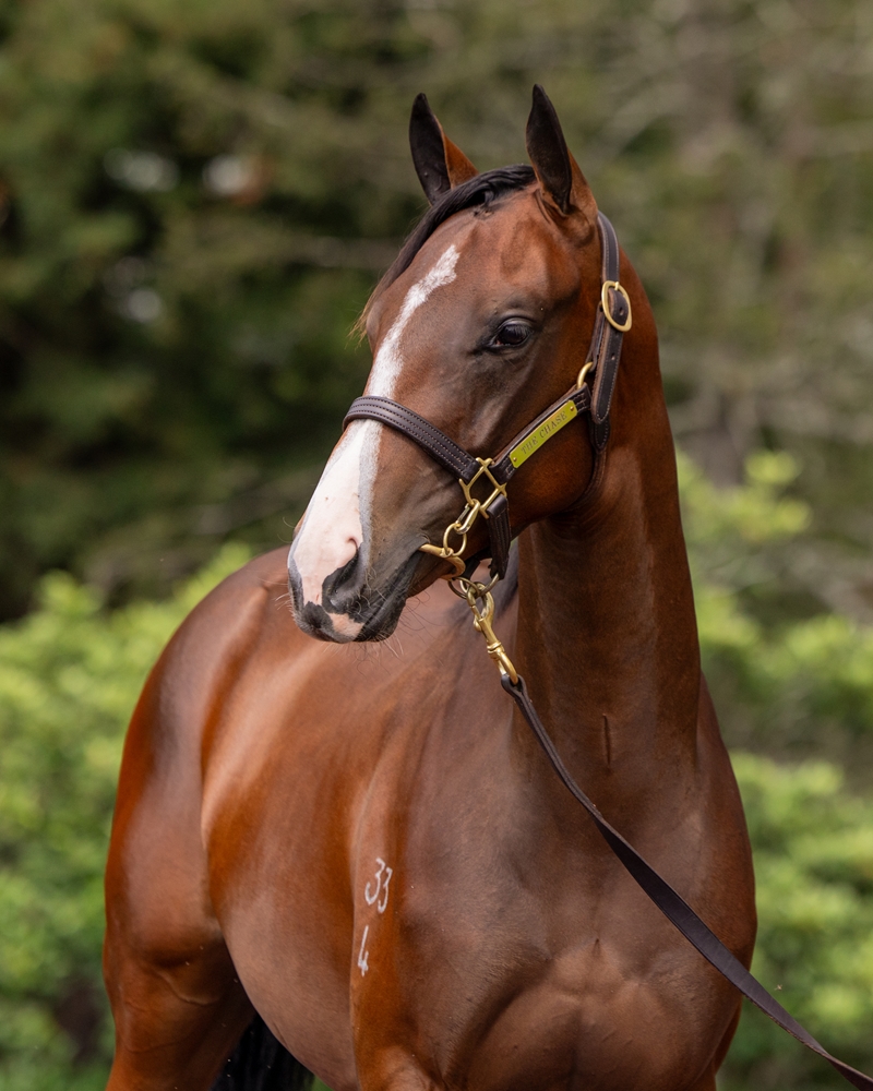 Russian Revolution (AUS) / Heart of the Ocean (NZ) 2024 Filly - Image 2