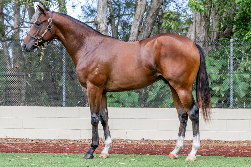 Spirit of Boom (AUS) / Cara Blanca (AUS) 2024 Colt - Image 1