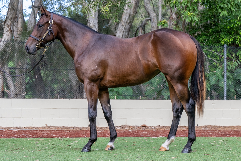 Zousain (AUS) / Elldarragh (AUS) 2024 Filly - Image 1