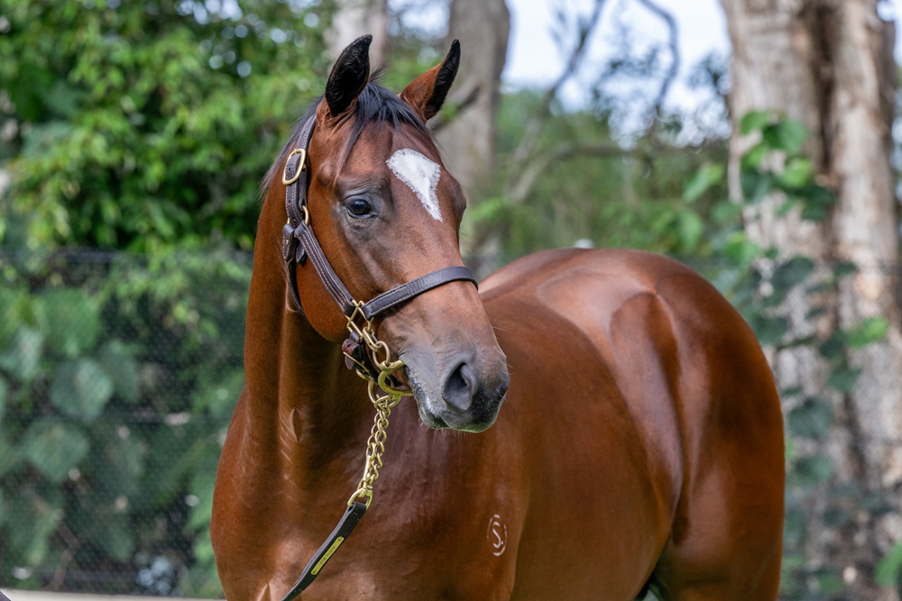 Spirit of Boom (AUS) / Cara Blanca (AUS) 2024 Colt - Image 2