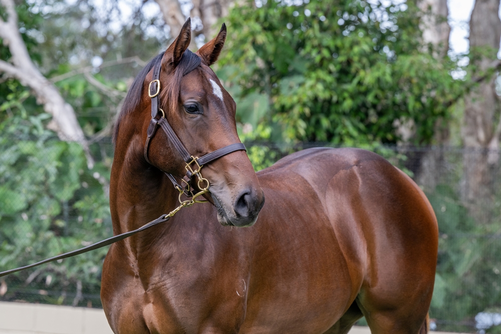 Zousain (AUS) / Elldarragh (AUS) 2024 Filly - Image 2