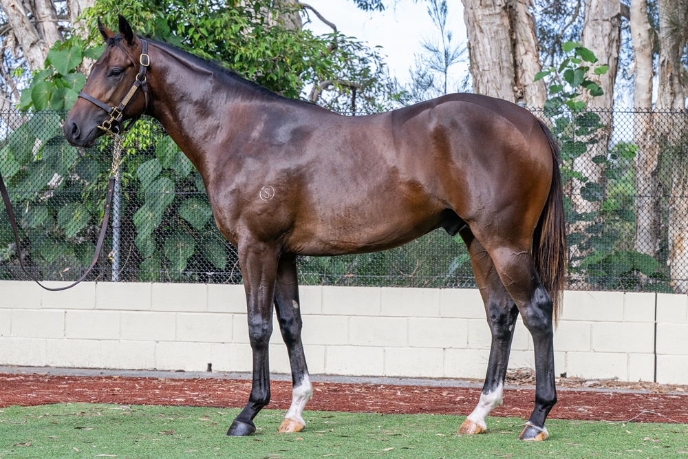 Spirit of Boom (AUS) / Frome the Stars (AUS) 2024 Colt - Image 1
