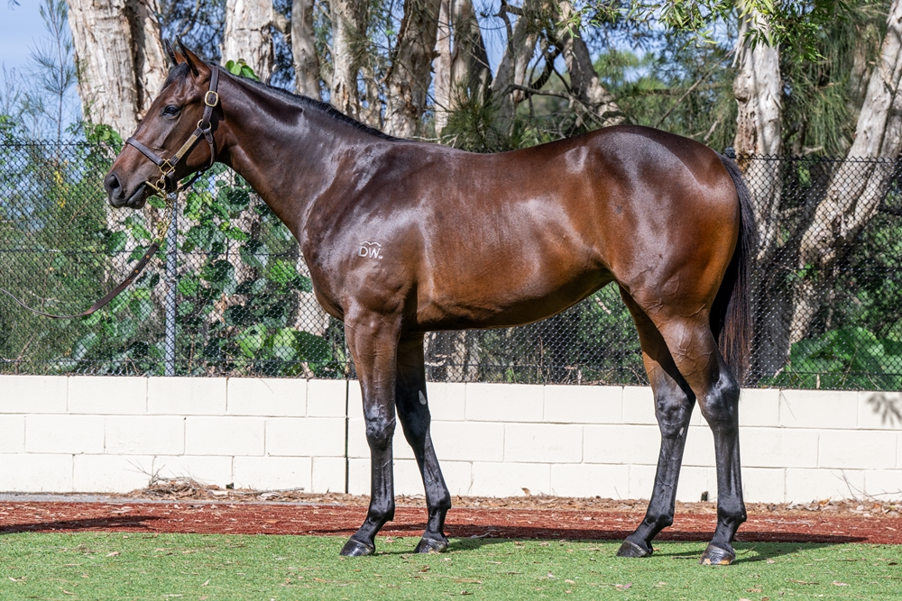Smart Missile (AUS) / Round Mountain Gem (AUS) 2024 Filly - Image 1