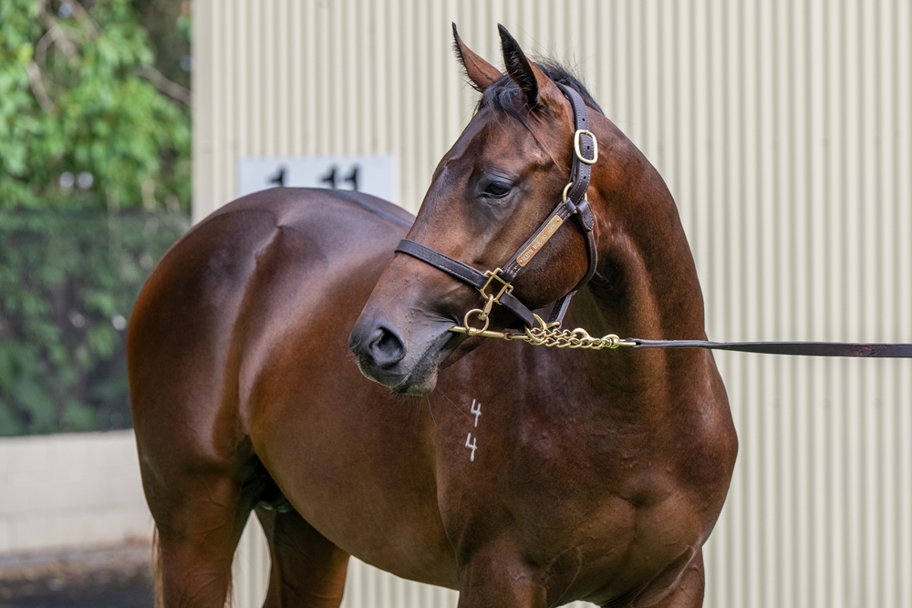 Spirit of Boom (AUS) / Frome the Stars (AUS) 2024 Colt - Image 2