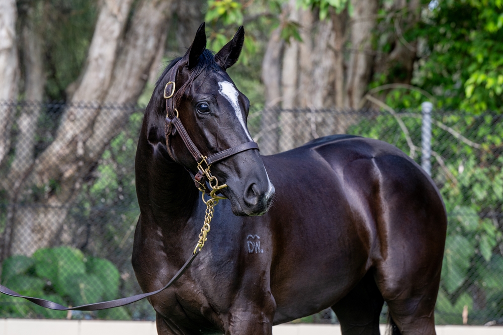 Hitotsu (AUS) / Lucyianna (AUS) 2024 Filly - Image 2