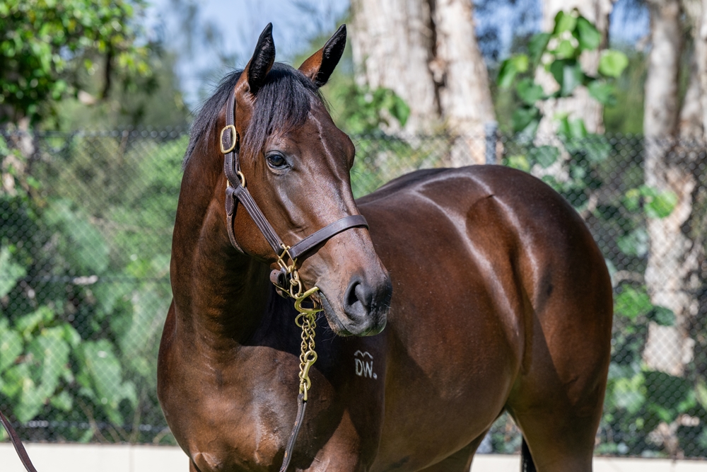 Smart Missile (AUS) / Round Mountain Gem (AUS) 2024 Filly - Image 2