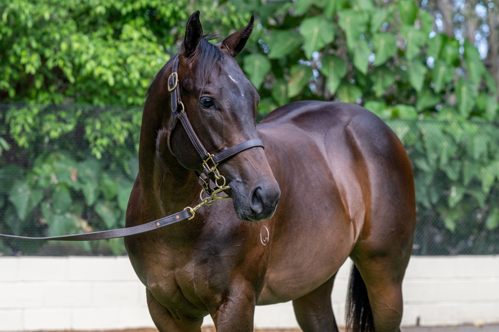 Zousain (AUS) / So Cait (AUS) 2024 Colt - Image 2