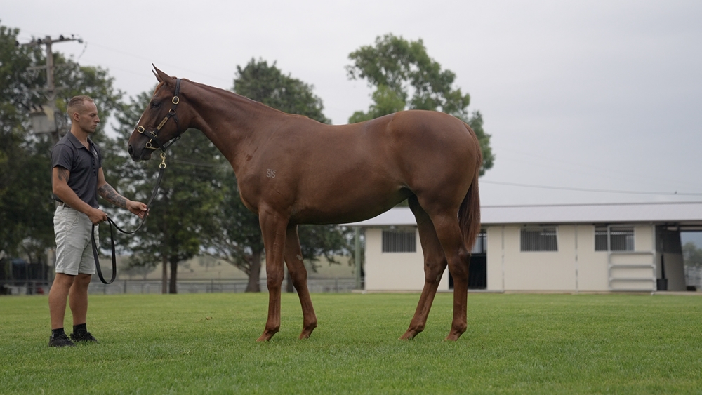Ghaiyyath (IRE) / Writing (AUS) 2024 Filly - Image 1