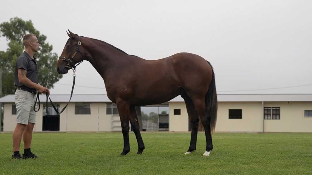 Tiger of Malay (AUS) / Almamia (AUS) 2024 Colt - Image 1