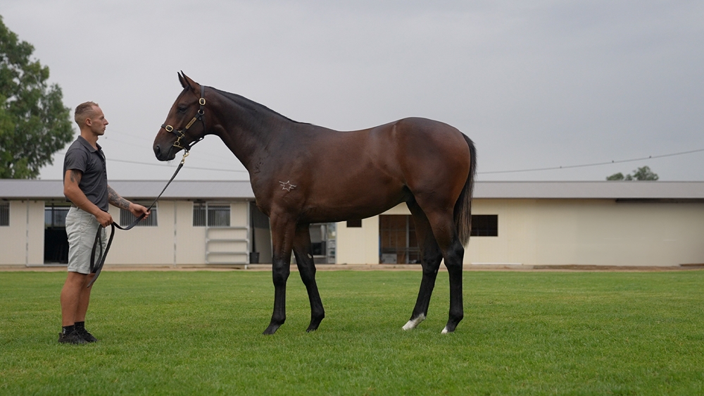 Tiger of Malay (AUS) / Always Loyal (AUS) 2024 Colt - Image 1