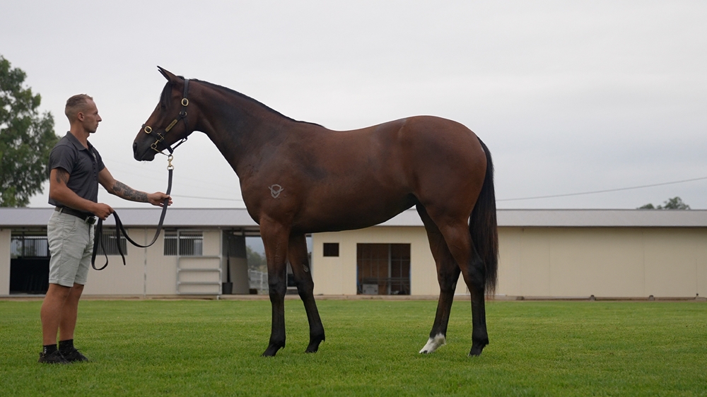 Royal Meeting (IRE) / High Jump (AUS) 2024 Filly - Image 1